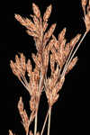 Capillary hairsedge